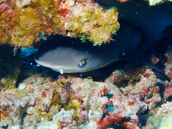Scuba Diving, Certified PADI Advanced Open Water Diver