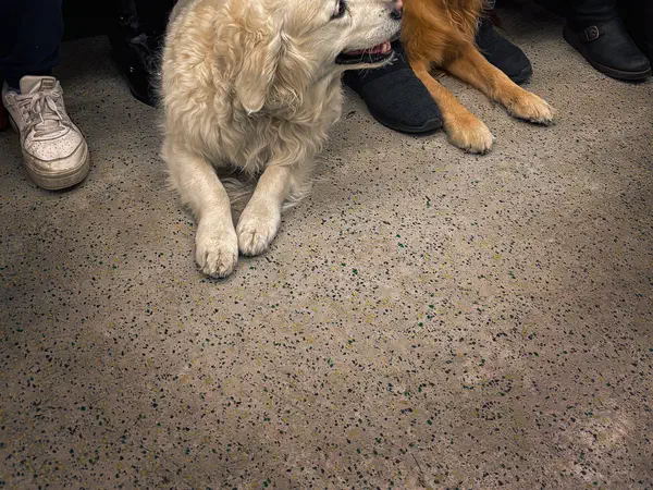 Photography: Two dogs riding the Tube, London.