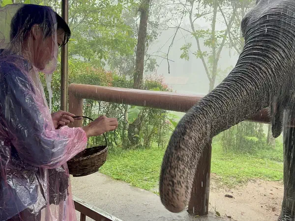 Phuket, Thailand: Feeding an elephant at a sanctuary, in the rain.