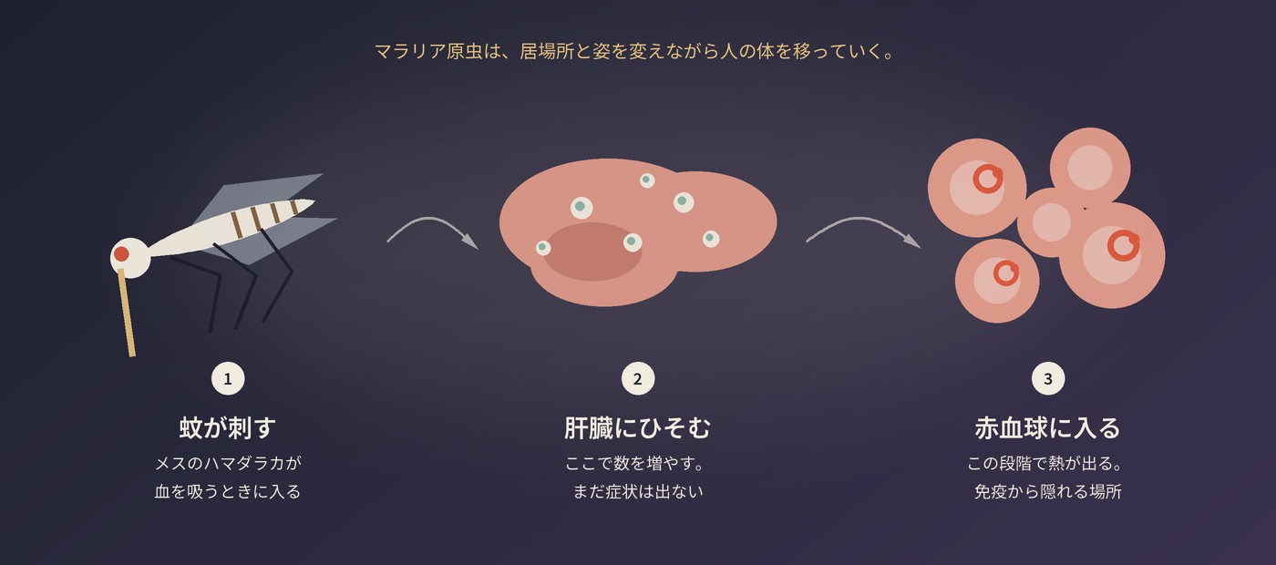 マラリア原虫が人の体を移っていく3つの段階：蚊が刺す、肝臓にひそむ、赤血球に入る