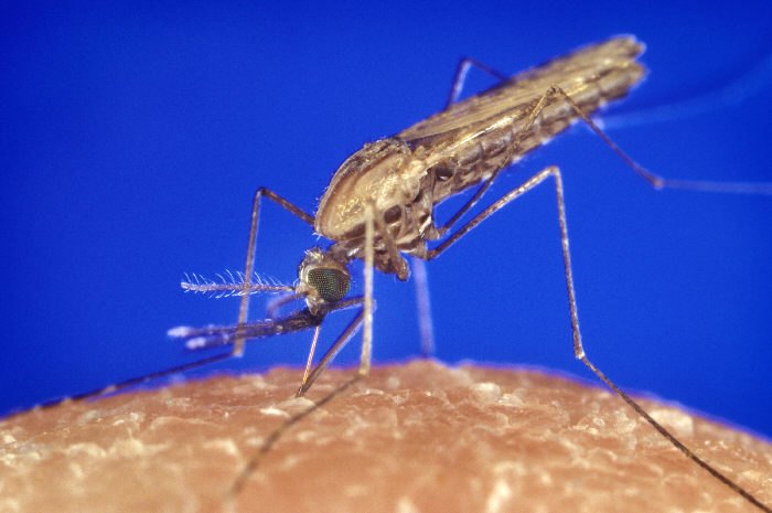 血を吸うハマダラカ（Anopheles gambiae）