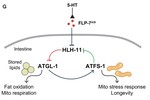 Genomic Regulators of Lipid Metabolism and Longevity in C. elegans