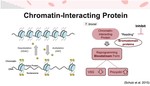 HAT Complex Protein EAF6 - Role in Lifecycle Differentiation of Trypanosoma brucei