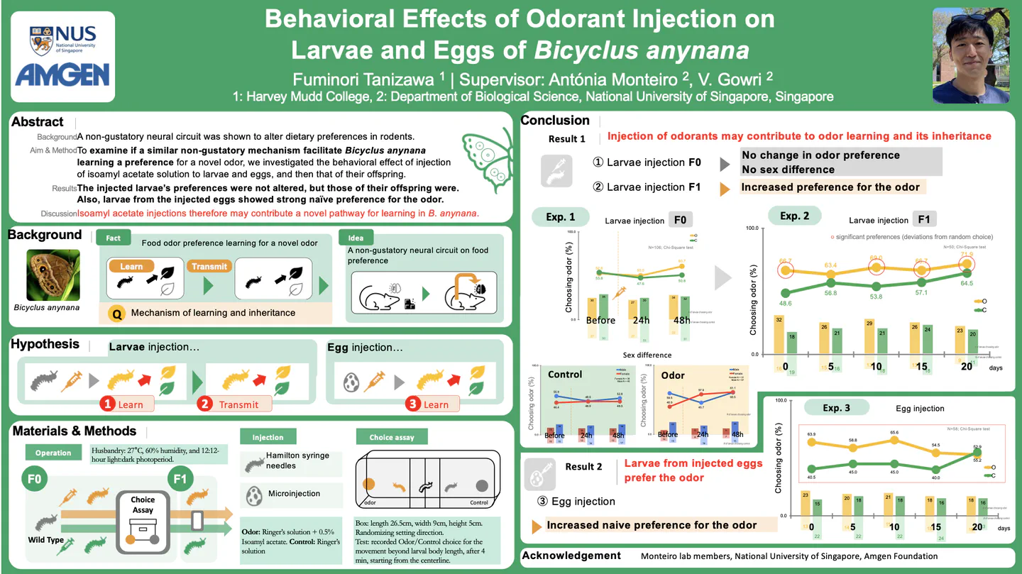 Preview of the poster or slides